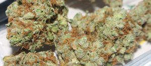 Cannabis 