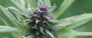 Marijuana