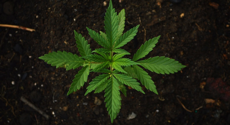 Marijuana Plant